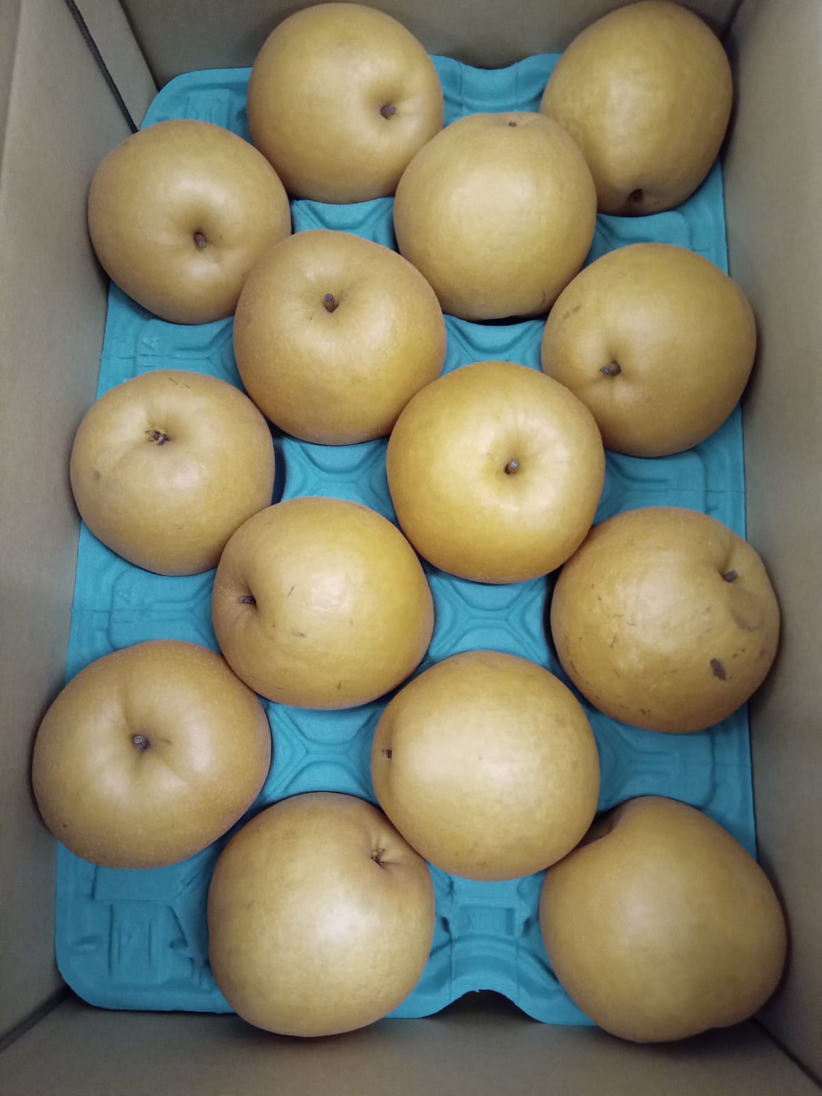 Niigata Shinko Pear (1 pc)