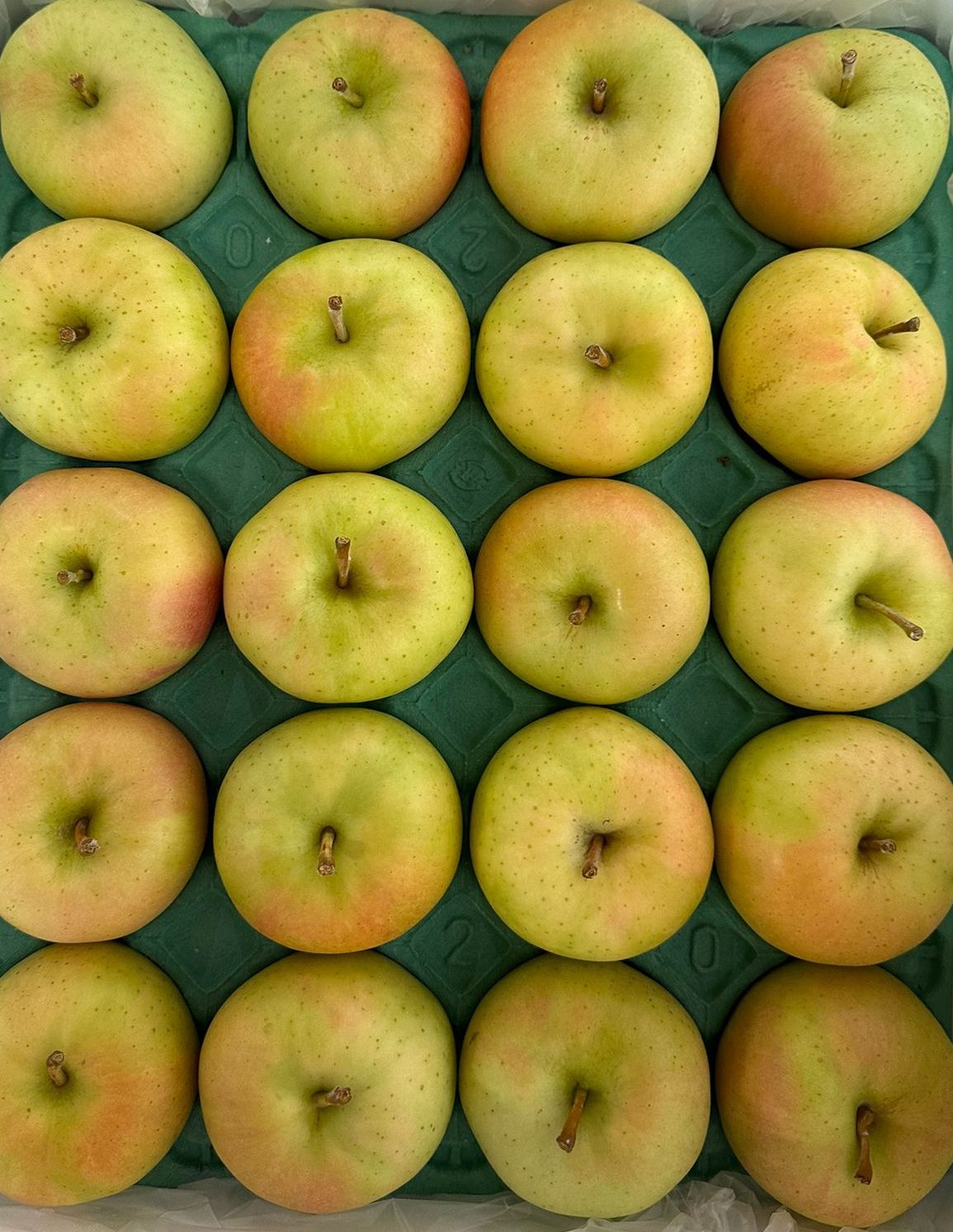 Aomori Toki Apple (1 pc)