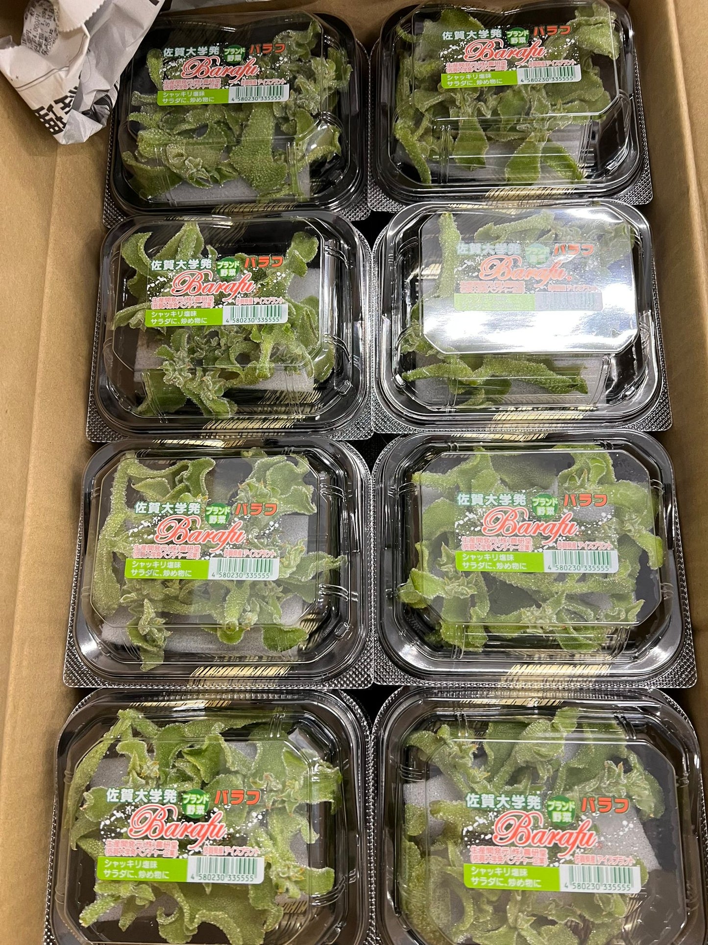 Saga Ice Plant (100g)