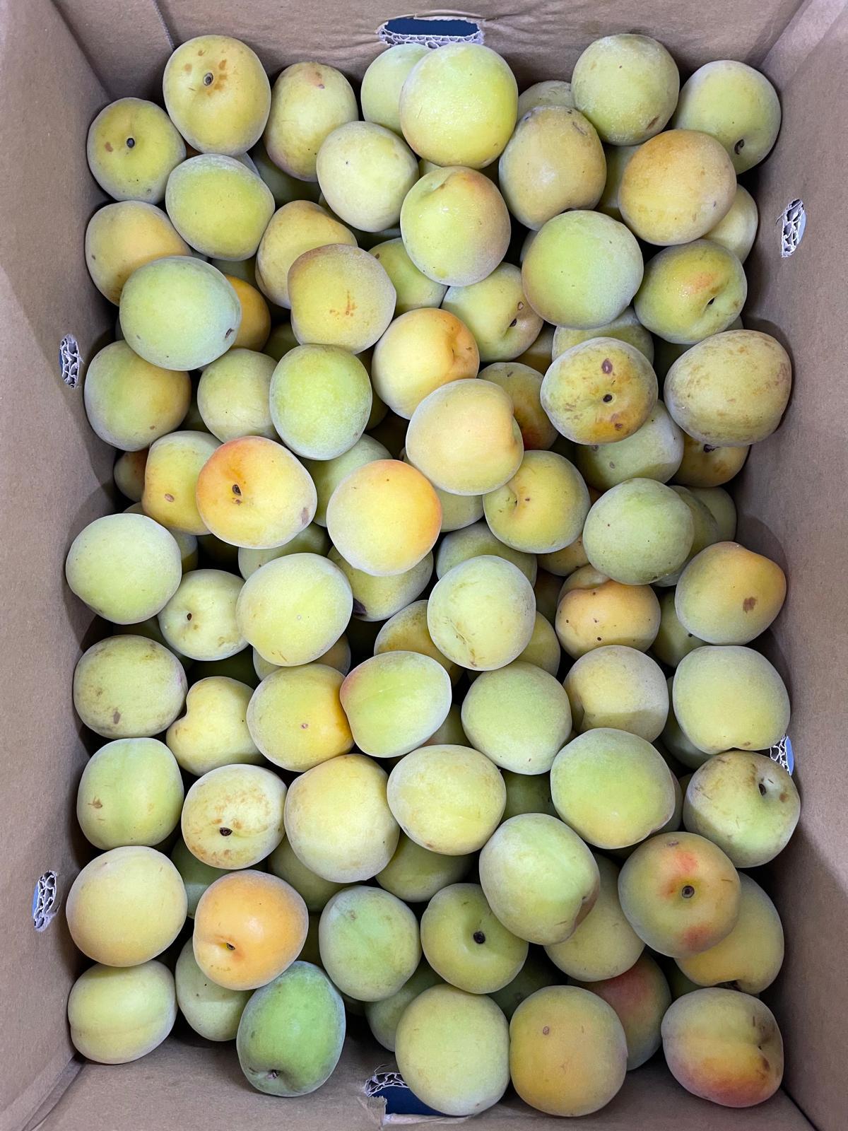 Wakayama Nanko Ume Plum (1kg)