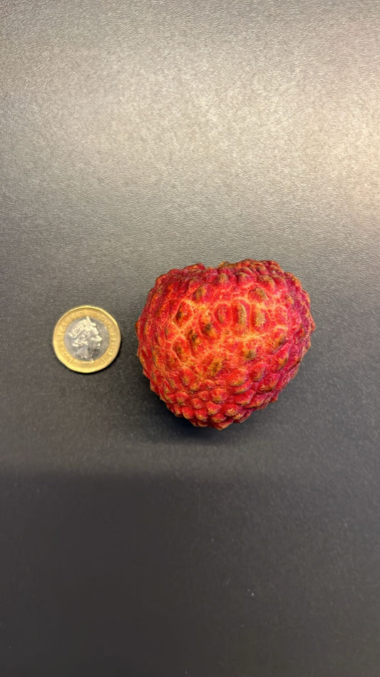 Haikou Litchi Lychee King 500g