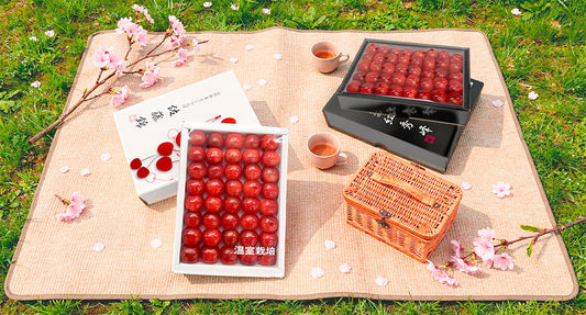 Japanese Red Jewels 🍒: Sato Nishiki & Benishuho Cherries