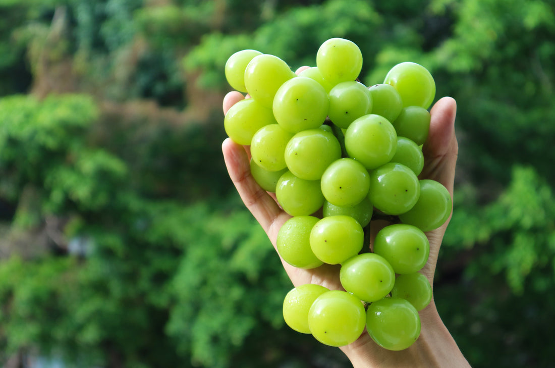 Say Hello to Shine Muscat🍇 – Japan’s Most Luxurious Grape Has Landed