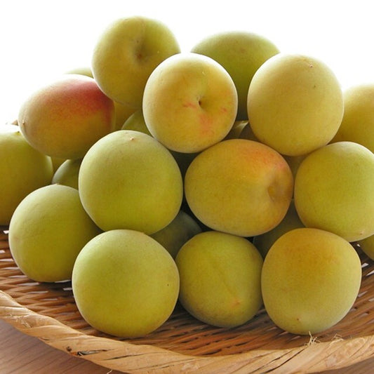Wakayama Nanko Ume Plum (1kg)