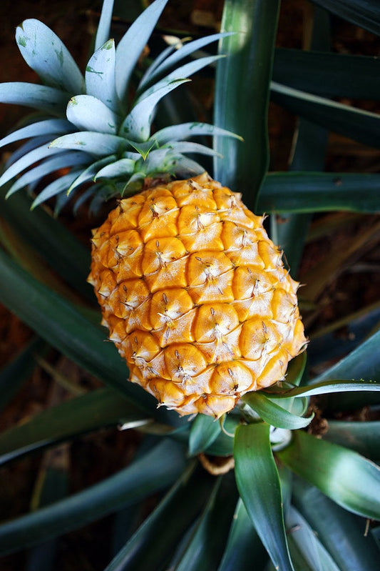 Okinawa Snack Pineapple