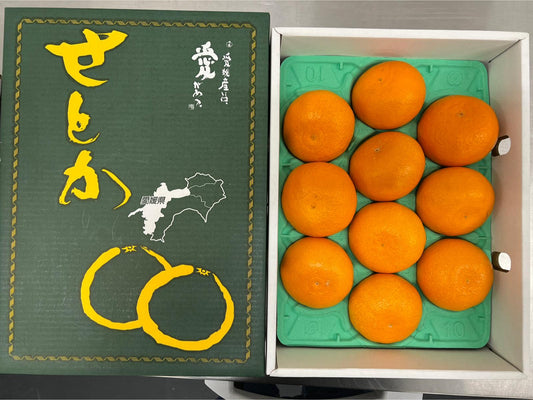 Saga Setoka Orange Gift Box